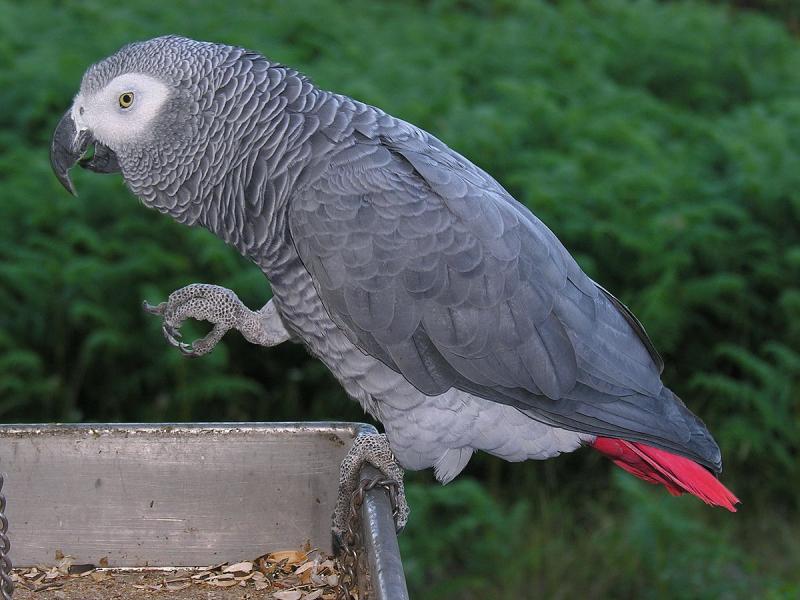 Colorful Parrots